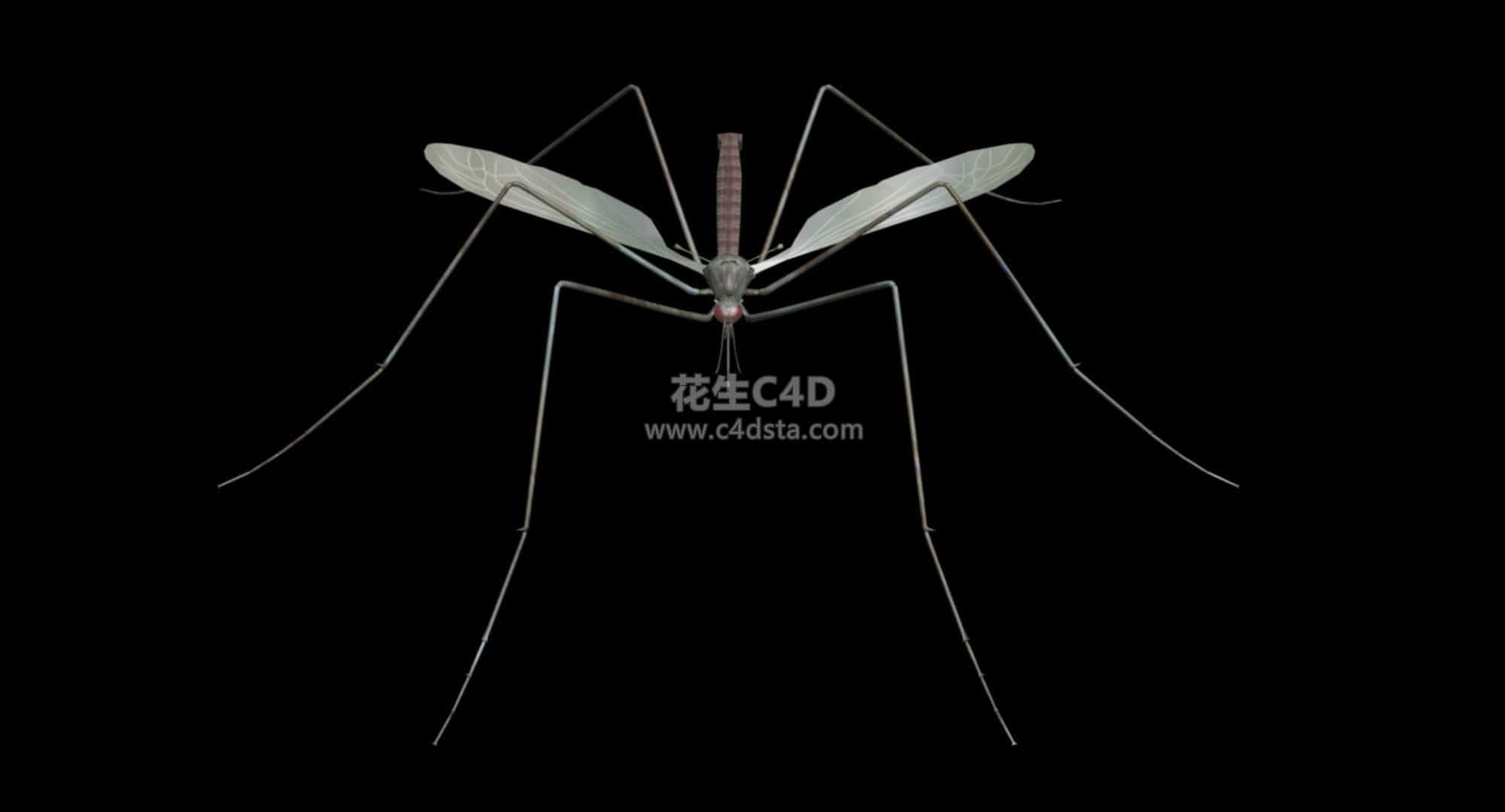 三维模型-写实蚊子蚊虫Mosquito模型 626CG资源站