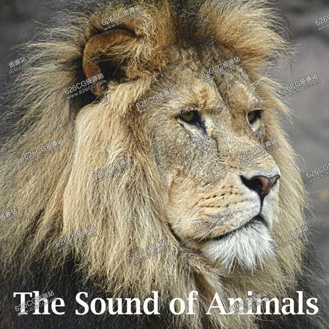 音乐音效-动物音效 Sound Effects Factory The Sound of Animals 626CG资源站